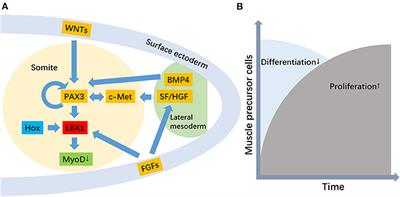 The Susceptibility and Potential Functions of the LBX1 Gene in Adolescent Idiopathic Scoliosis